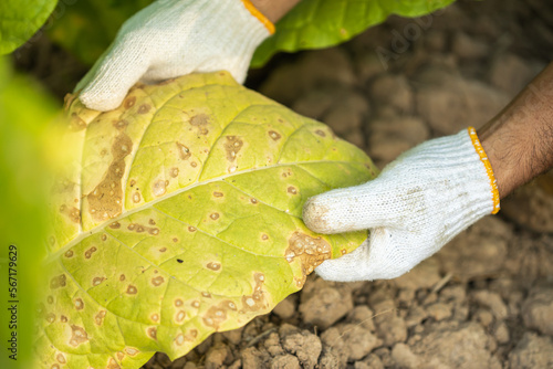 Asian farmer working in the field of tobacco tree and holding damage or wasted leaves after planting. disease in plants and agriculture Concept photo