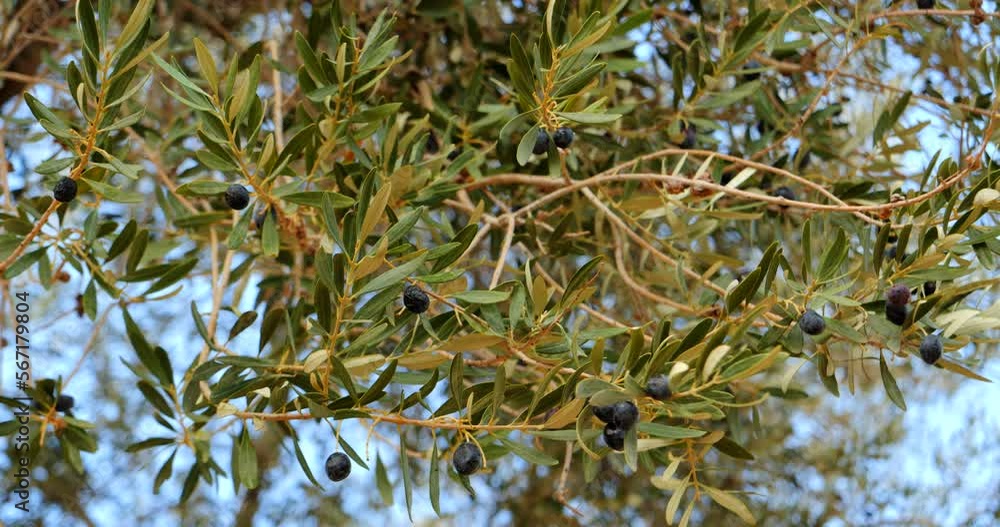 Olive tree branch with green leaves and ripe olives. Close-up with a blurred background of a branch with ripe fruits of an olive tree. Olives and olive oil are an environmentally friendly product Olive tree branch with green leaves and ripe olives. Close-up with a blurred background of a branch with ripe fruits of an olive tree. Olives and olive oil are an environmentally friendly product