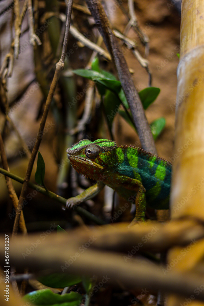 Fototapeta premium green lizard on a tree