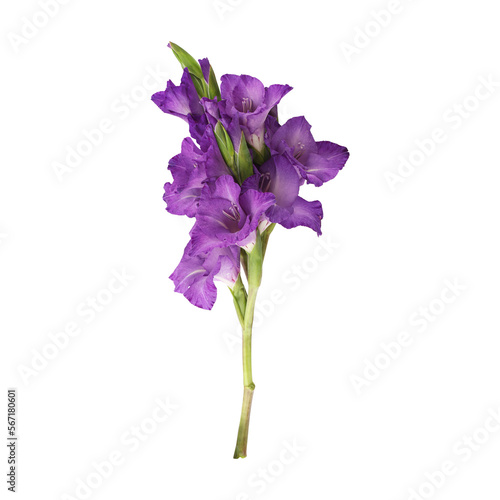 Fototapeta Naklejka Na Ścianę i Meble -  Purple gladiolus flower stem isolated on transparent background