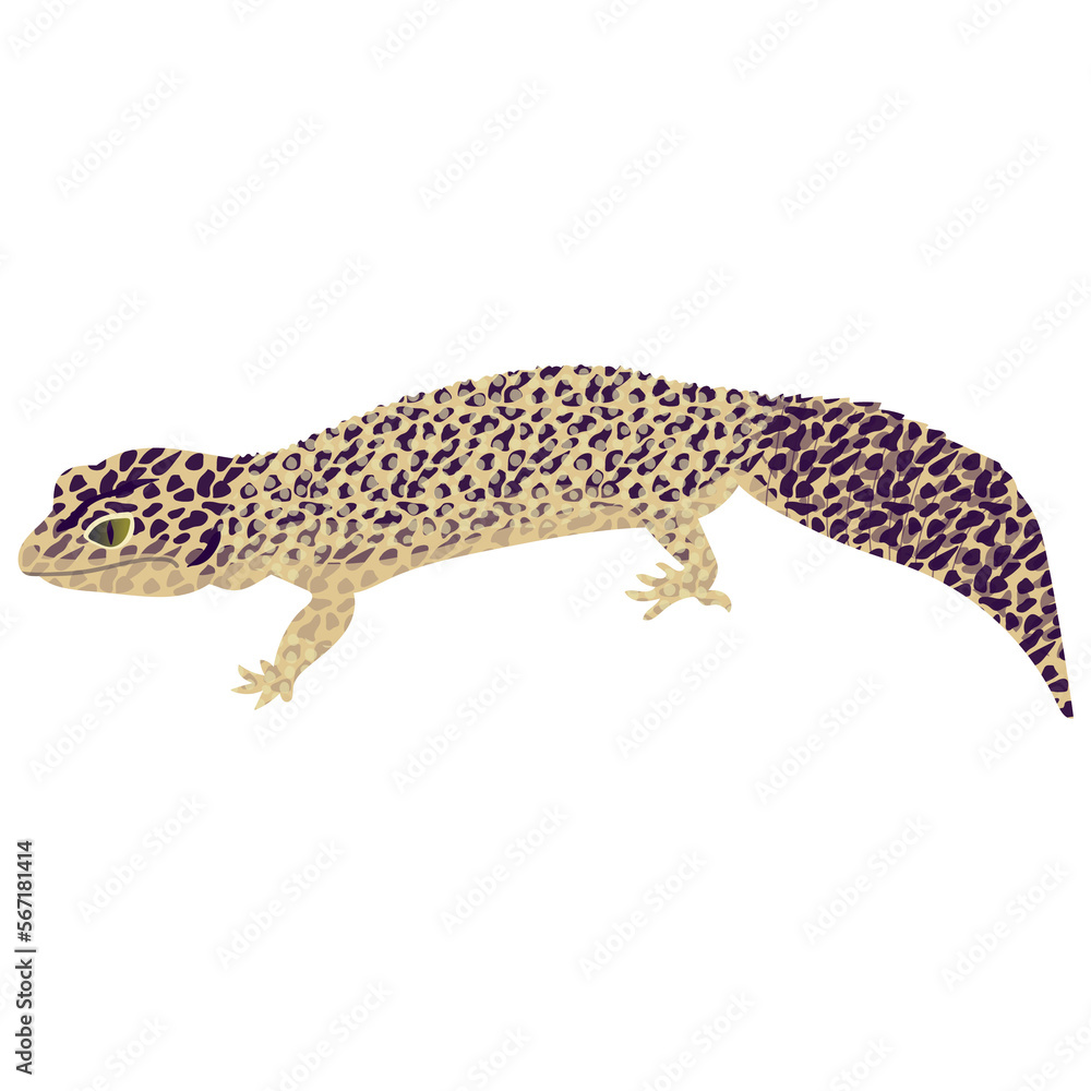 Naklejka premium Lizard, Reptile Illustration 