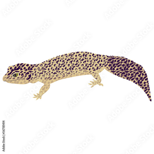 Lizard, Reptile Illustration 