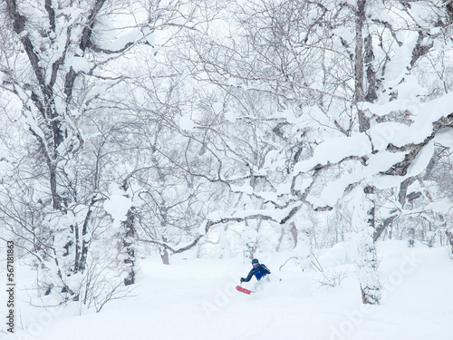 A skier descends a mountain slope with snow covered birch trees in the ski area of Rusutsu, Japan. photo