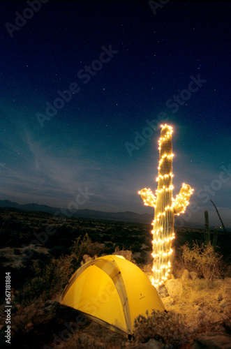 Christmas lights on a saguaro catcus by a tent at night, Sonoran Desert, Arizona photo