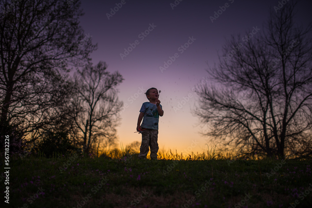 Little boy blowing dandelion silohette summer sunset purple yellow Little boy blowing dandelion silohette summer sunset purple yellow