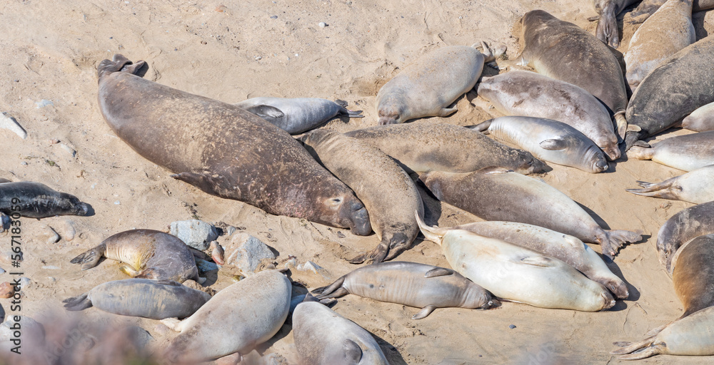 Fototapeta premium Elephant Seals Resting on a Remote Beach