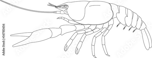 Crayfish External Anatomy (lateral view). Black and white illustration. photo