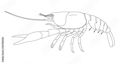 Crayfish External Anatomy (lateral view). Black and white illustration.