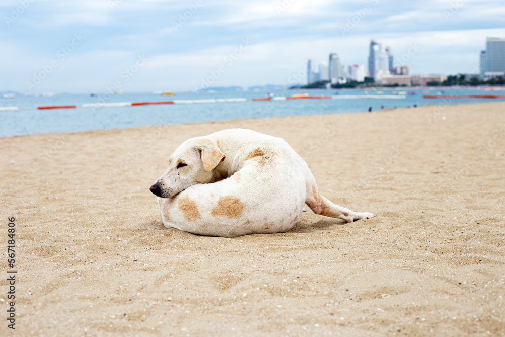 A dog relaxing on the beach. Pattaya, Thailand. A dog relaxing on the beach. Pattaya, Thailand.