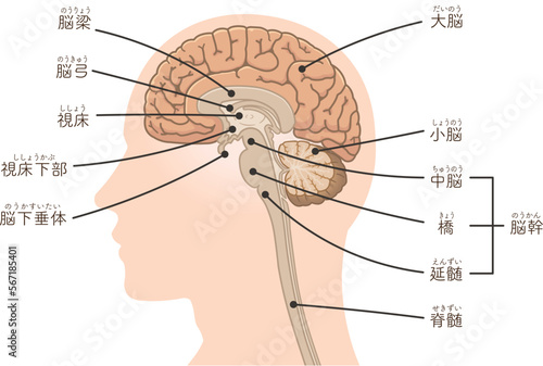 脳、大脳、脊髄、脳幹、小脳のイラスト