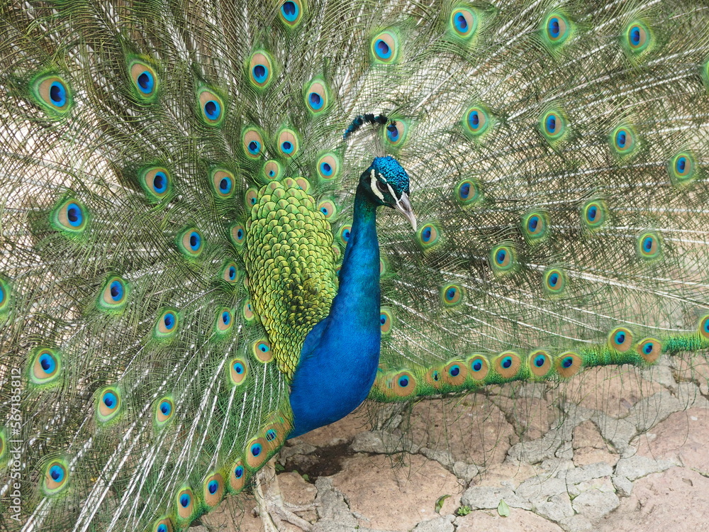 Naklejka premium OLYMPUS DIGITAL CAMERA