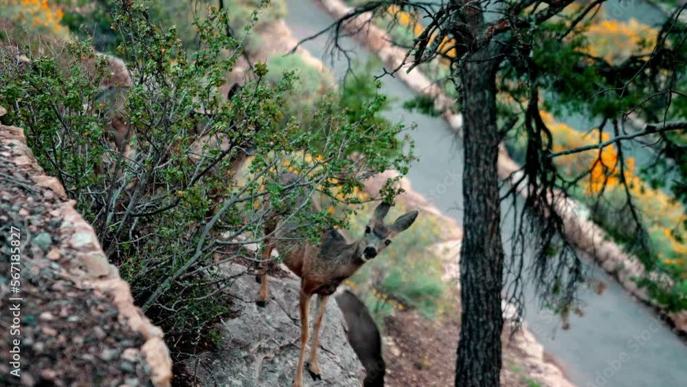 Deer grazing on grassy land eating yellow flowers in the Grand Canyon National park, USA. Deer grazing on grassy land eating yellow flowers in the Grand Canyon National park, USA.