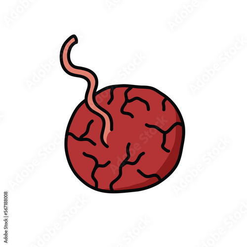 placenta doodle icon, vector color line illustration