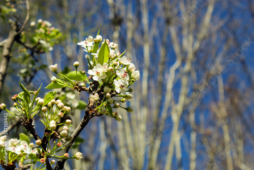 Chinese pear