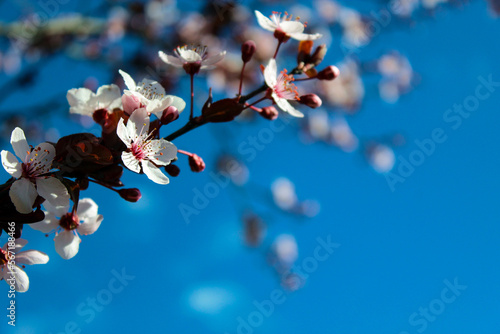  Japanese cherries blossom time