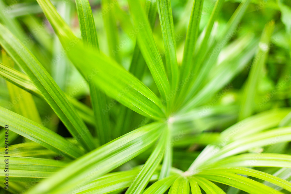 Palm leaves texture blurred background, light green tropical leaf pattern, abstract jungle foliage design, natural ornament wallpaper, palm tree branches backdrop, rhapis excelsa, bamboo or lady palm Palm leaves texture blurred background, light green tropical leaf pattern, abstract jungle foliage design, natural ornament wallpaper, palm tree branches backdrop, rhapis excelsa, bamboo or lady palm