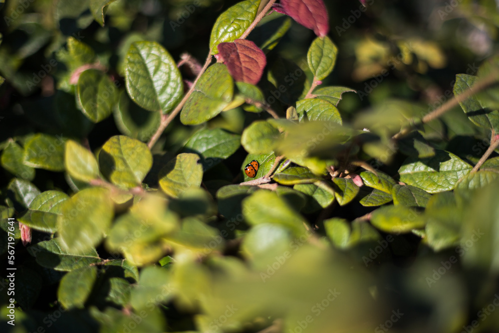 Ladybugs mating in the garden, Portugal Ladybugs mating in the garden, Portugal