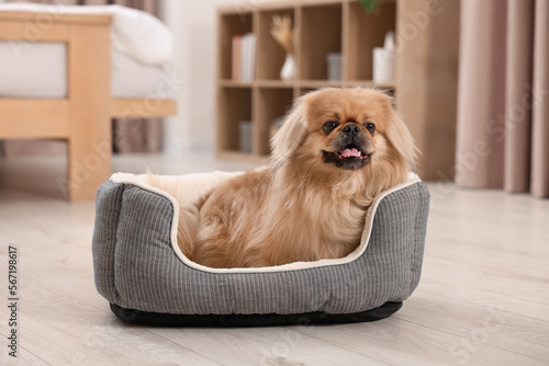Canvas-taulu Cute Pekingese dog on pet bed in room