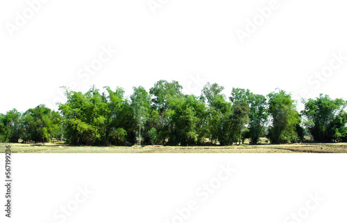 View of a High definition Treeline isolated on a white background