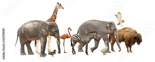 Group of different wild animals on white background  collage
