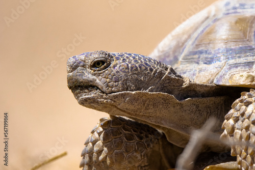 Mohave Desert Tortoise