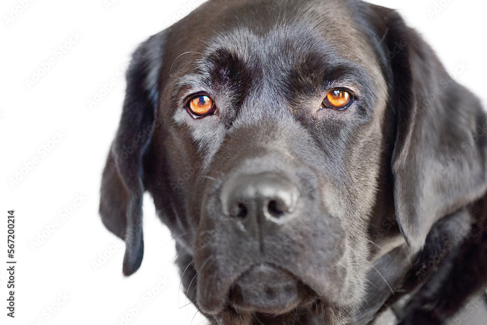 Black dog isolate on white. Labrador retriever with brown eyes portrait. A pet, an animal.