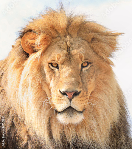 Fototapeta Naklejka Na Ścianę i Meble -  Lion portrait face isolated on white background