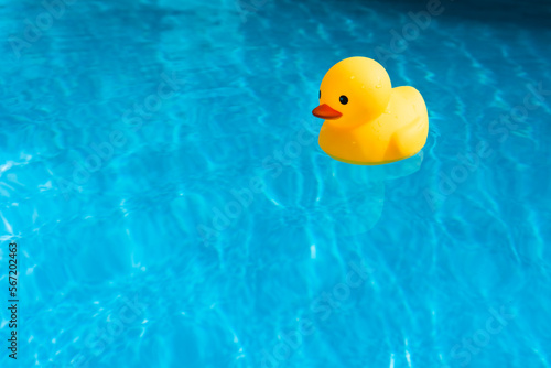 Yellow rubber duck afloat in outdoor pool on a sunny day