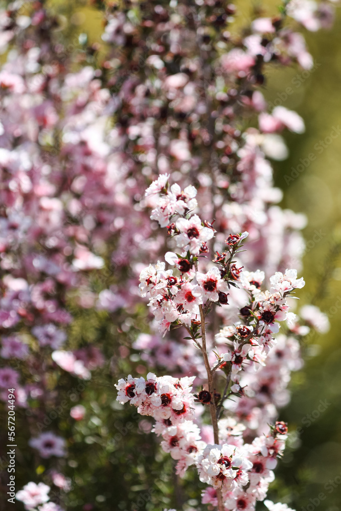 Light pink blossom in spring, Leptospermum scoparium