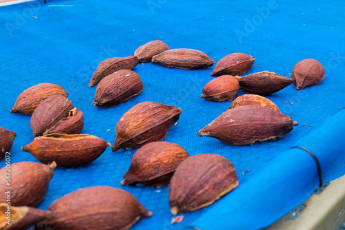 Photography Cacao chocolate fruit at farm,Theobroma cacao.