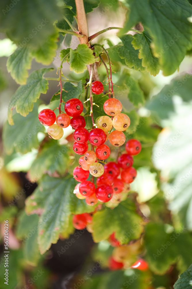 Red currant berries on a branch. Ribes rubrum, Portugal Red currant berries on a branch. Ribes rubrum, Portugal