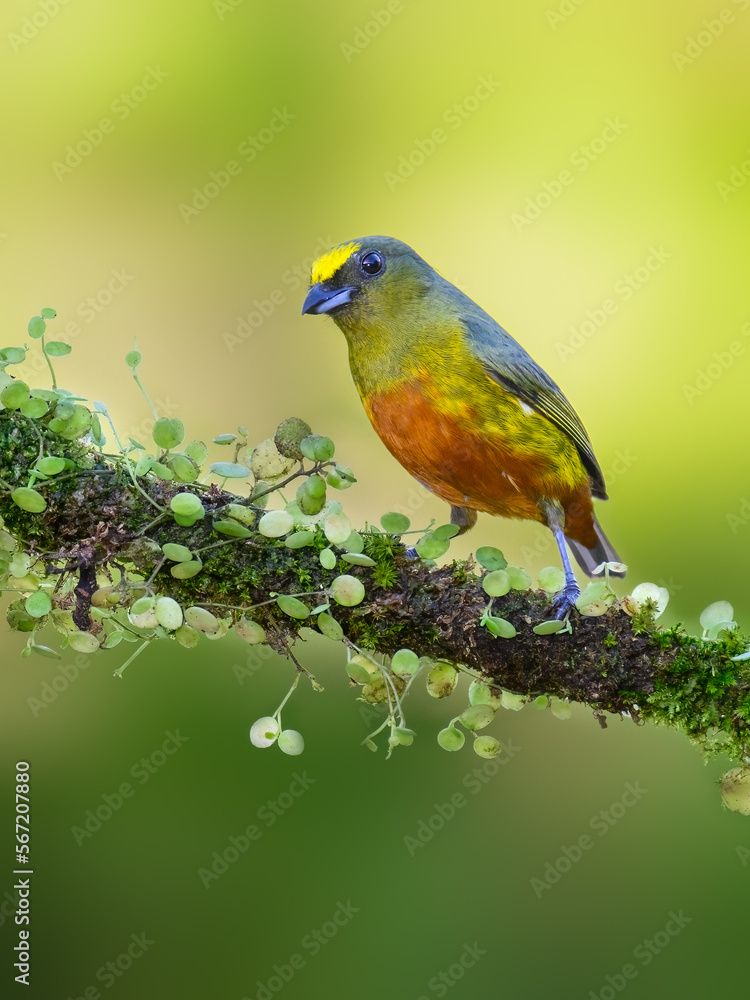 Olive-backed Euphonia portrait on mossy stick against yellow background in Costa Rica
