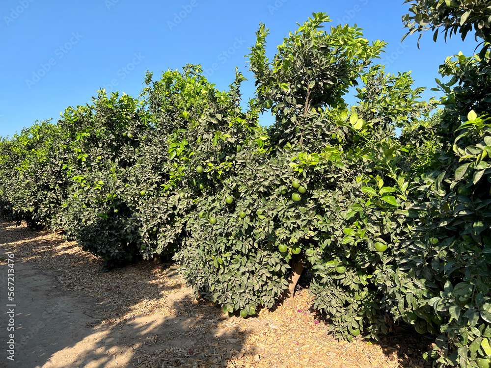 View of small trees on fruit plantation