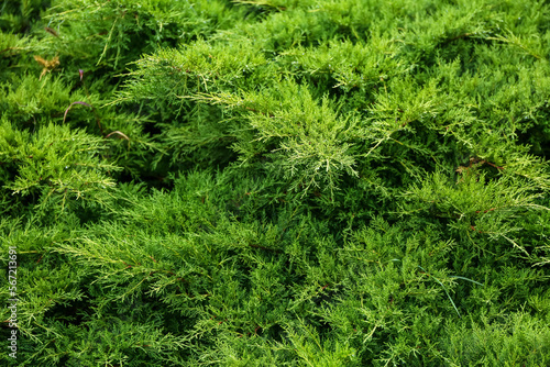 Evergreen shrub as background, closeup