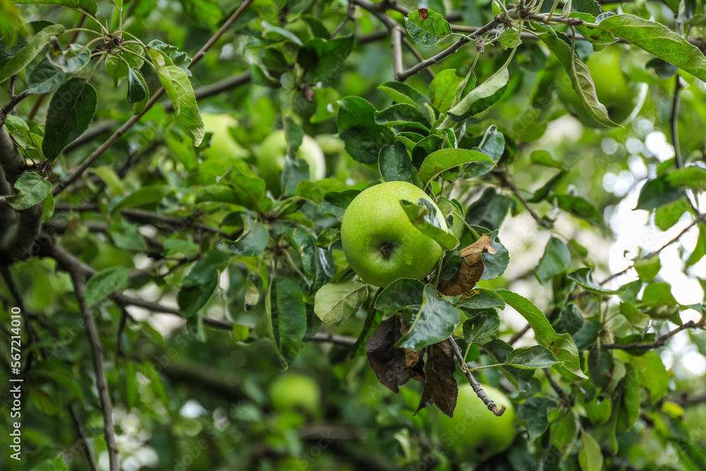 Tree with green apples outdoors, closeup