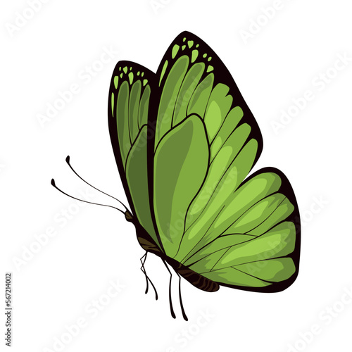green beauty butterfly insect