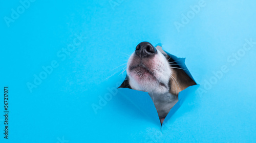 Valokuva Funny dog muzzle from a hole in a paper blue background