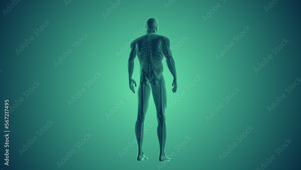 Spinal pain relief in the human body