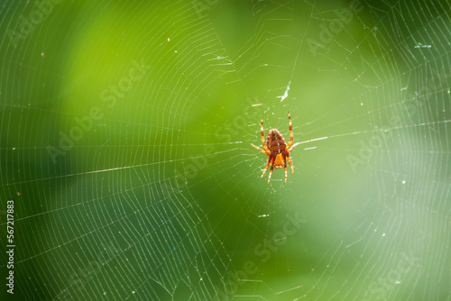 Spider on a spider web with a green background