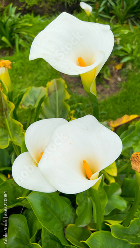 white water lily