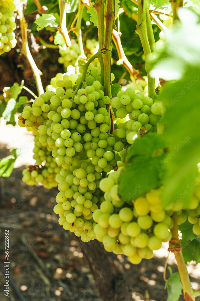 Ripe green grapes growing on the vine at a vineyard in the Swan Valley, Perth
