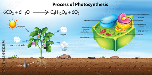 Plant cell anatomy structure