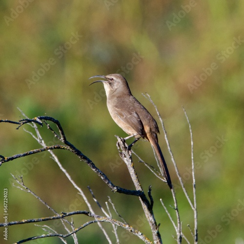 California Thrasher