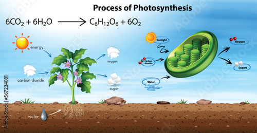 Process of photosynthesis diagram