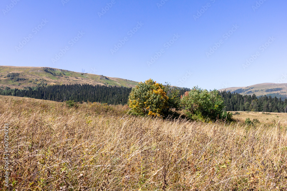 Fototapeta premium autumn, foothill meadows with yellowing vegetation, fir forest, panoramic view of the mountains, autumn walks in the bosom of nature.