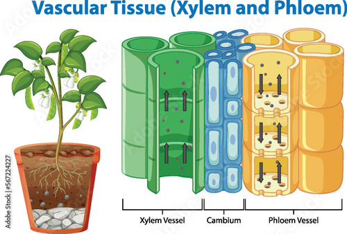 Vascular Tissue (Xylem and Phloem)