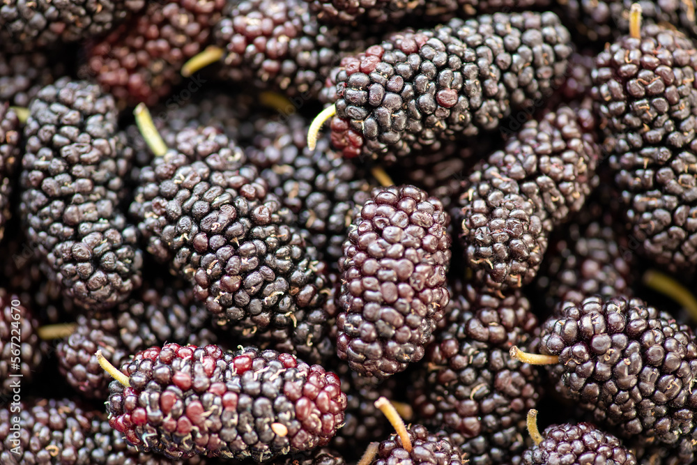 Ripe mulberries background. Mulberry - Morus - healthy fruit close up background.Purple mulberry fruits background.Mulberry berries black close-up, background. Ripe mulberries background. Mulberry - Morus - healthy fruit close up background.Purple mulberry fruits background.Mulberry berries black close-up, background.