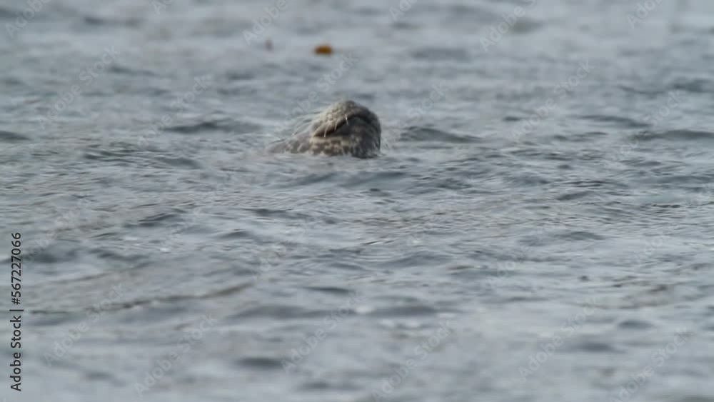 Close-up head of spotted common seal peeks out from surface of the water. Sea lion leopard coloring with spots on background of stones. Close-up head of spotted common seal peeks out from surface of the water. Sea lion leopard coloring with spots on background of stones.
