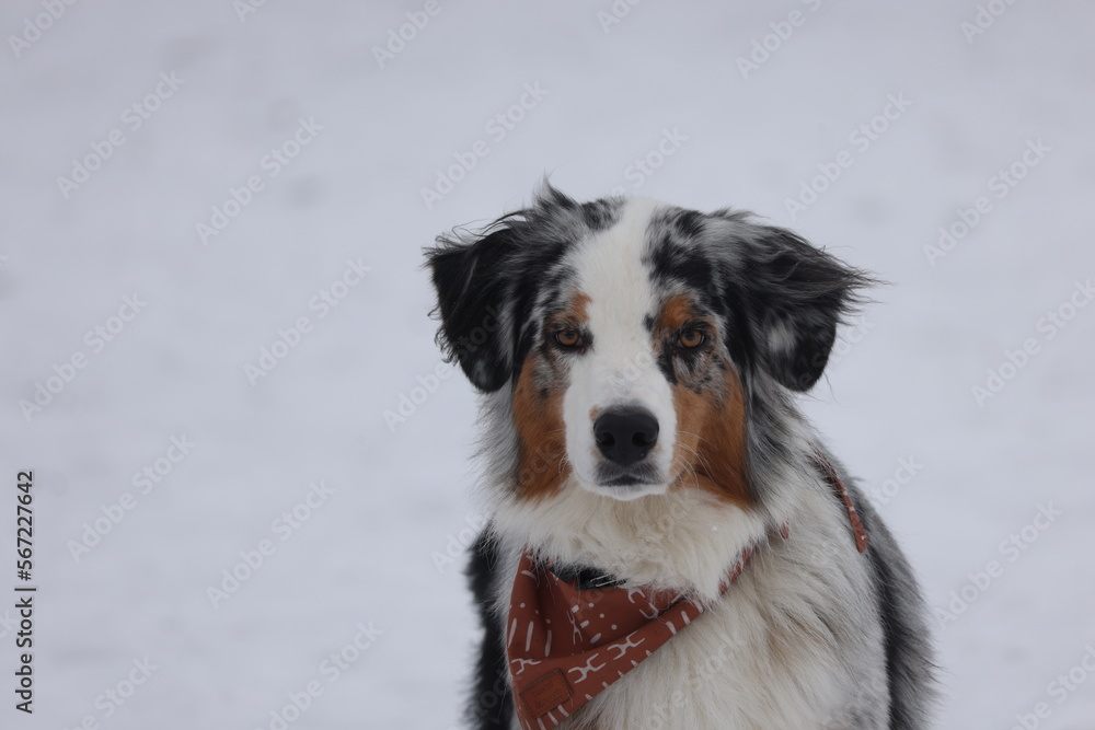 Blue Merle Australian Shepard dog in snow
