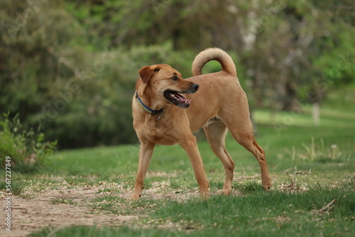 Fényképezés Black mouth cur